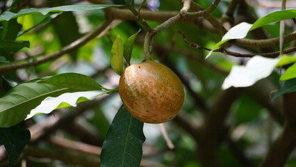 Tabernaemontana macrocarpa (Also called Bongang, Kayu gegah, Kelampan, Merbadak, Mpayak, Pelir kambing). Tabernaemontana macrocarpa has been used as arrow poison