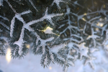 White snow on a bare tree branches on a frosty winter day, close up. Natural background. Selective botanical background.