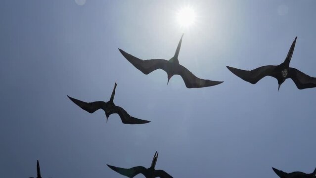 Magnificent frigatebird, Fregata magnificens, a big black sea bird with a characteristic red gular sac, Frigate bird soaring in the clear blue sky over a cruise ship at the coastline of Galapagos.