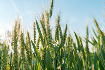 Unripe green ears of wheat in cultivated field
