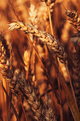 Closeup of ripe wheat ear in cultivated agricultural field