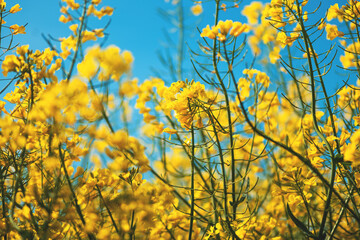 Obraz premium Blooming oilseed rape crop flowers with bright yellow petals in cultivated field