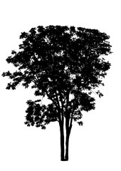 black tree silhouettes isolated on white background , silhouette of trees,dead tree from thailand