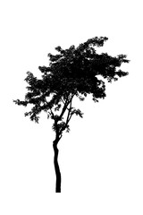 Fototapeta premium Leaning tree silhouette on white background