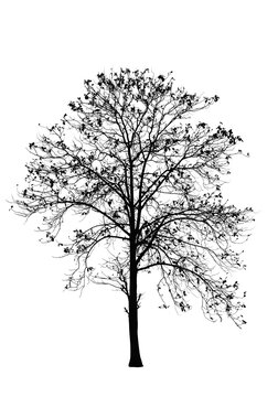 black tree silhouettes isolated on white background , silhouette of trees,dead tree from thailand