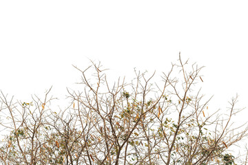 Dry twig on the tree in isolated white background.