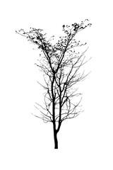 black tree silhouettes isolated on white background , silhouette of trees,dead tree from thailand