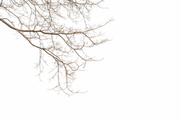 Dry twig on the tree in isolated white background.