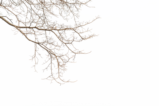 Dry twig on the tree in isolated white background.