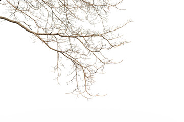 Dry twig on the tree in isolated white background.