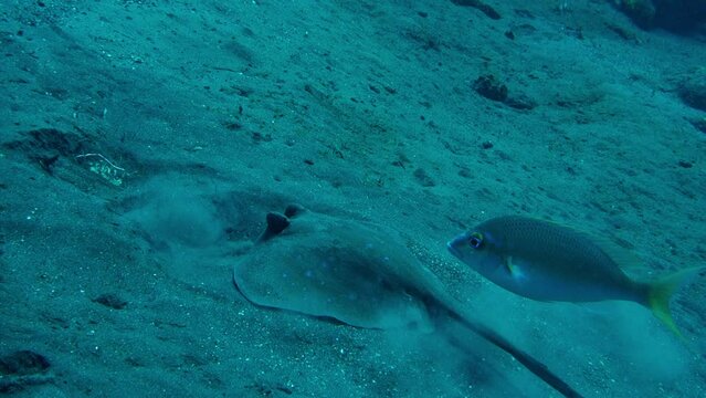 Broad cowtail stingray play with sand and fish, slow motion