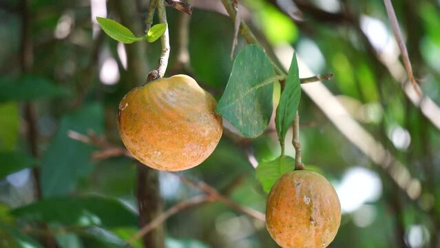Tabernaemontana macrocarpa (Also called Bongang, Kayu gegah, Kelampan, Merbadak, Mpayak, Pelir kambing). Tabernaemontana macrocarpa has been used as arrow poison