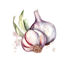 Garlic. Hand drawn watercolor. Vector illustration desing.