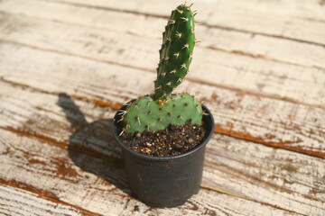 kaktus Opuntia phaeacantha OPUNCJA żółty