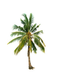 Fototapeta premium palm tree isolated