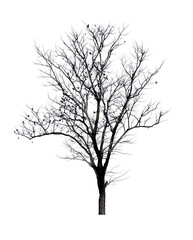 black tree on white background