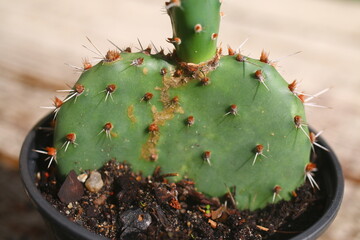 kaktus Opuntia phaeacantha OPUNCJA żółty