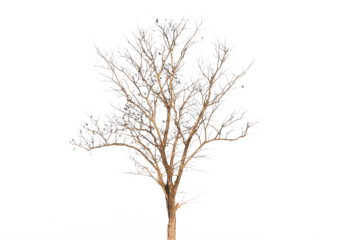A tree on white