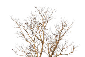 Fototapeta na wymiar Branch silhouette on a white background.