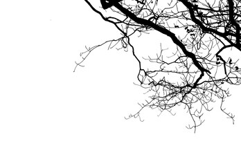 Fototapeta premium Branch silhouette on a white background.