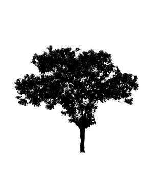 recommend clip art: black tree silhouettes isolated on white background , silhouette of trees,dead tree from thailand