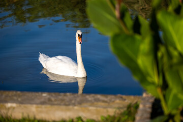 White swan swim in Lake Balaton