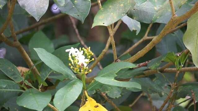 Tabernaemontana macrocarpa (Also called Bongang, Kayu gegah, Kelampan, Merbadak, Mpayak, Pelir kambing). Tabernaemontana macrocarpa has been used as arrow poison