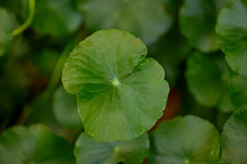 Close-up view of water pennywort leaf growing in the vegetable garden