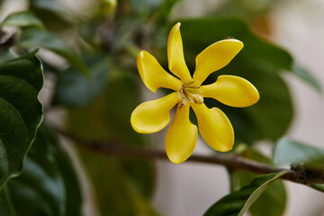 Obraz premium Close-up view of Kedah Gardenia or Golden Gardenia flower
