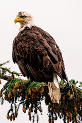 Close up of an eagle giving you a serious look