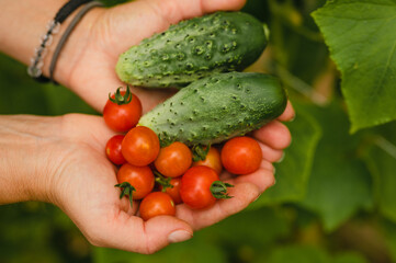 Hands holding fresh cherry tomatoes and cucumbers from home garden