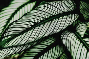 Beautiful variegated  leaves with stripe pattern