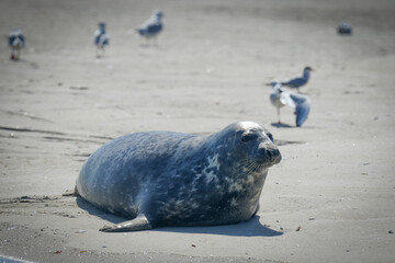 Phoque de Berck-Sur-Mer © Lobreizh
