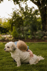Naklejka na ściany i meble Toddler hugs small white fluffy dog with joy in the garden