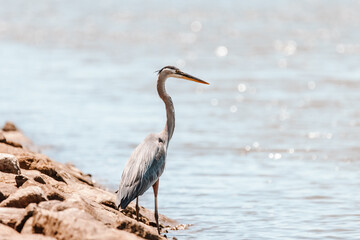 Blue Heron by the water