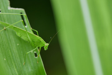 Close-up view of grasshopper on green leaves