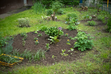 Garden with flowers. Flowerbed with plants. Garden Planting Details.