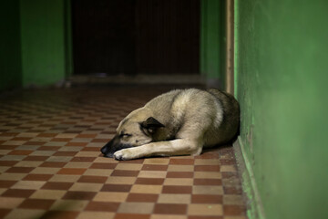 Dog sleeps on floor. Pet in corridor.