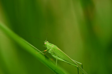 Close-up view of grasshopper on green leaves