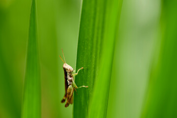 Close-up view of grasshopper on green leaves