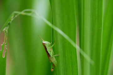 Close-up view of grasshopper on green leaves