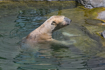 Big polar bear is swimming in the blue water. Animals in wildlife. They are some of the largest carnivores on Earth.