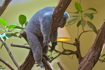 Koala rests and sleeps on the bend of a tree branch. Koala is endemic to Australia and one of the symbols of the country.