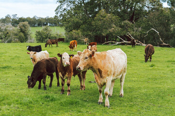 Grazing milking cows in a green pasture in the Ferguson Valley in Western Australia