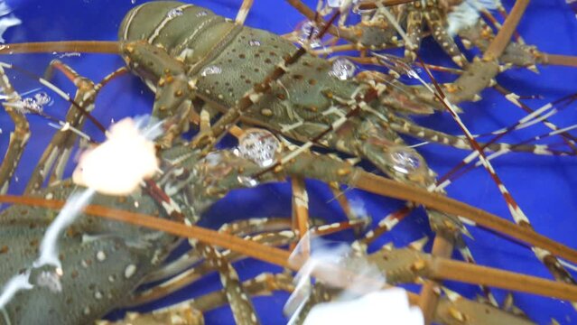 live raw fresh australian lobster in water bucket for sale in thailand fish market