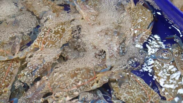 live fresh flower blue crab in water bucket ready to cook at fish market