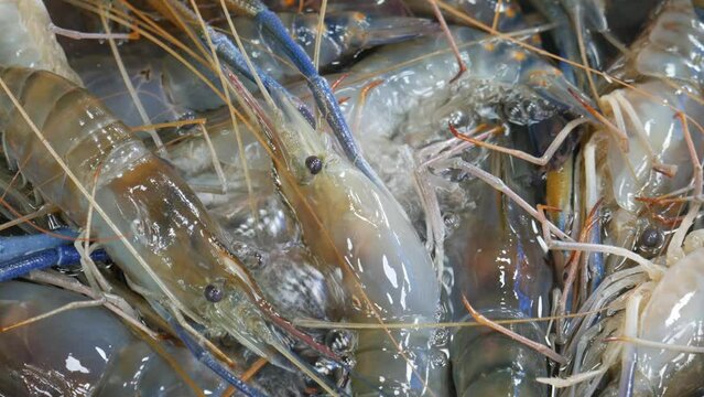 live raw fresh river prawn in water bucket for sale