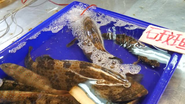 live fresh raw sea grouper in water bucket for sale in Asian fish market