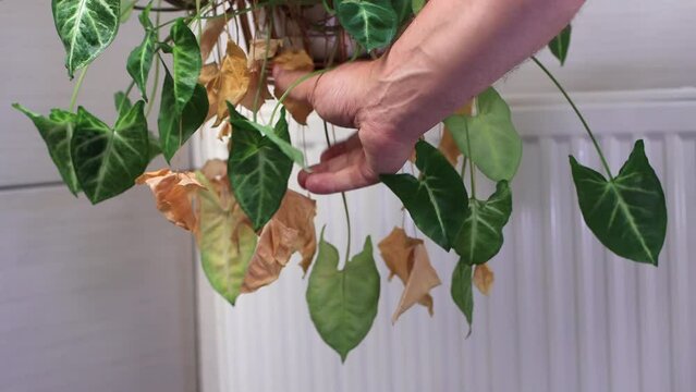 Arrowhead Plant, Syngonium Podophyllum, hanging plant in the bathroom, some leaves are drying due to the hot air from the radiator. Yellow leafs removed by human hand. 