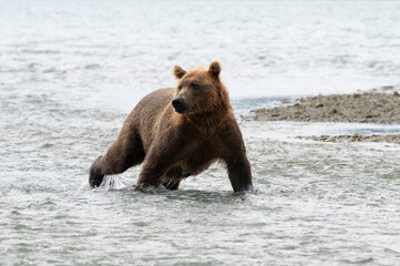 Grizzlybär bei der Jagd nach Lachsen - Alaska